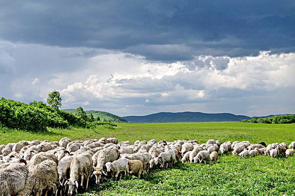 岳氏集團考察內(nèi)蒙古興安盟烏蘭浩特有機農(nóng)產(chǎn)品、中草藥種植等相關產(chǎn)業(yè)情況