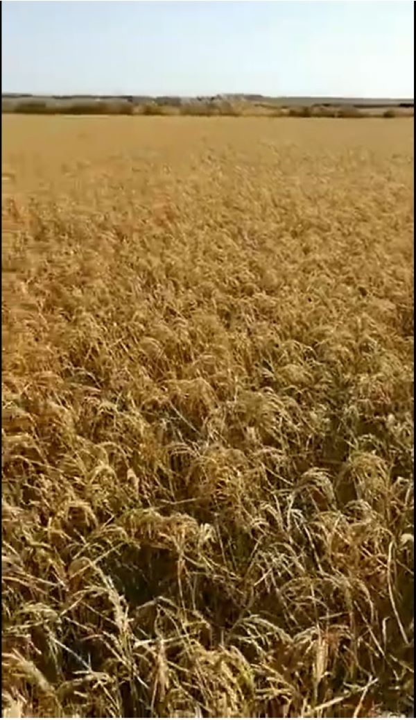 向國(guó)慶獻(xiàn)禮 岳氏集團(tuán)富硒農(nóng)產(chǎn)品喜獲豐收